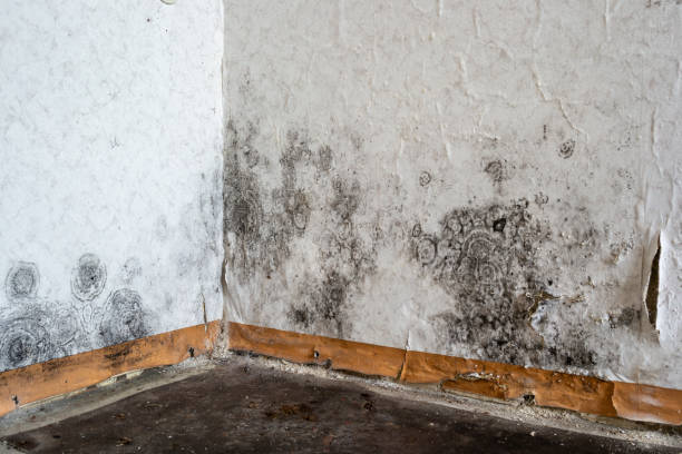 Reliable Finderne, NJ Mold Removal Solutions